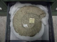 藏品(泰坦大菊石)的圖片